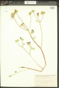 Sidalcea diploscypha image