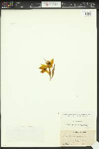 Calochortus amabilis image