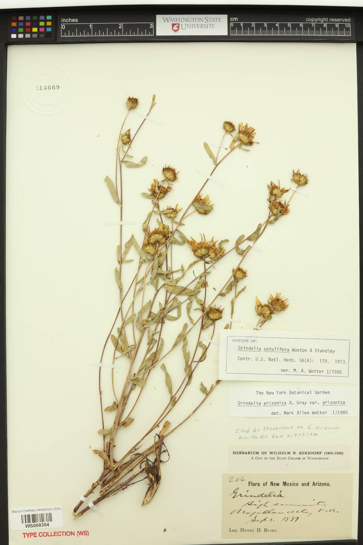 Grindelia setulifera image