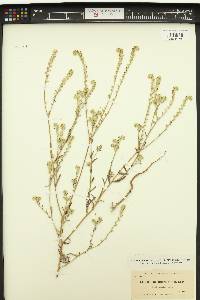 Cryptantha intermedia image