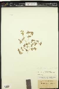 Euphorbia arenicola image