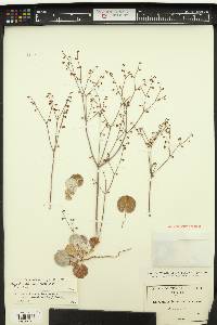 Eriogonum deflexum image