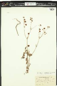 Eriogonum abertianum image