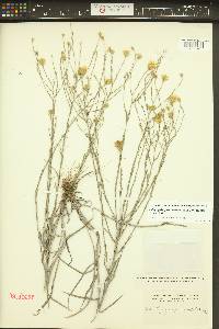 Pityopsis graminifolia image