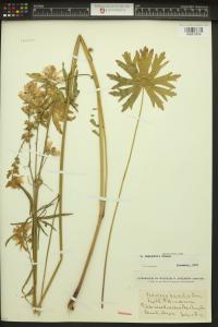 Sidalcea campestris image