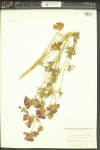 Sidalcea diploscypha image