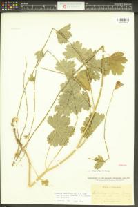 Sidalcea asprella image