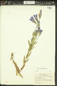 Gentianopsis crinita image