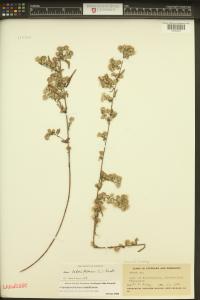 Symphyotrichum lateriflorum image