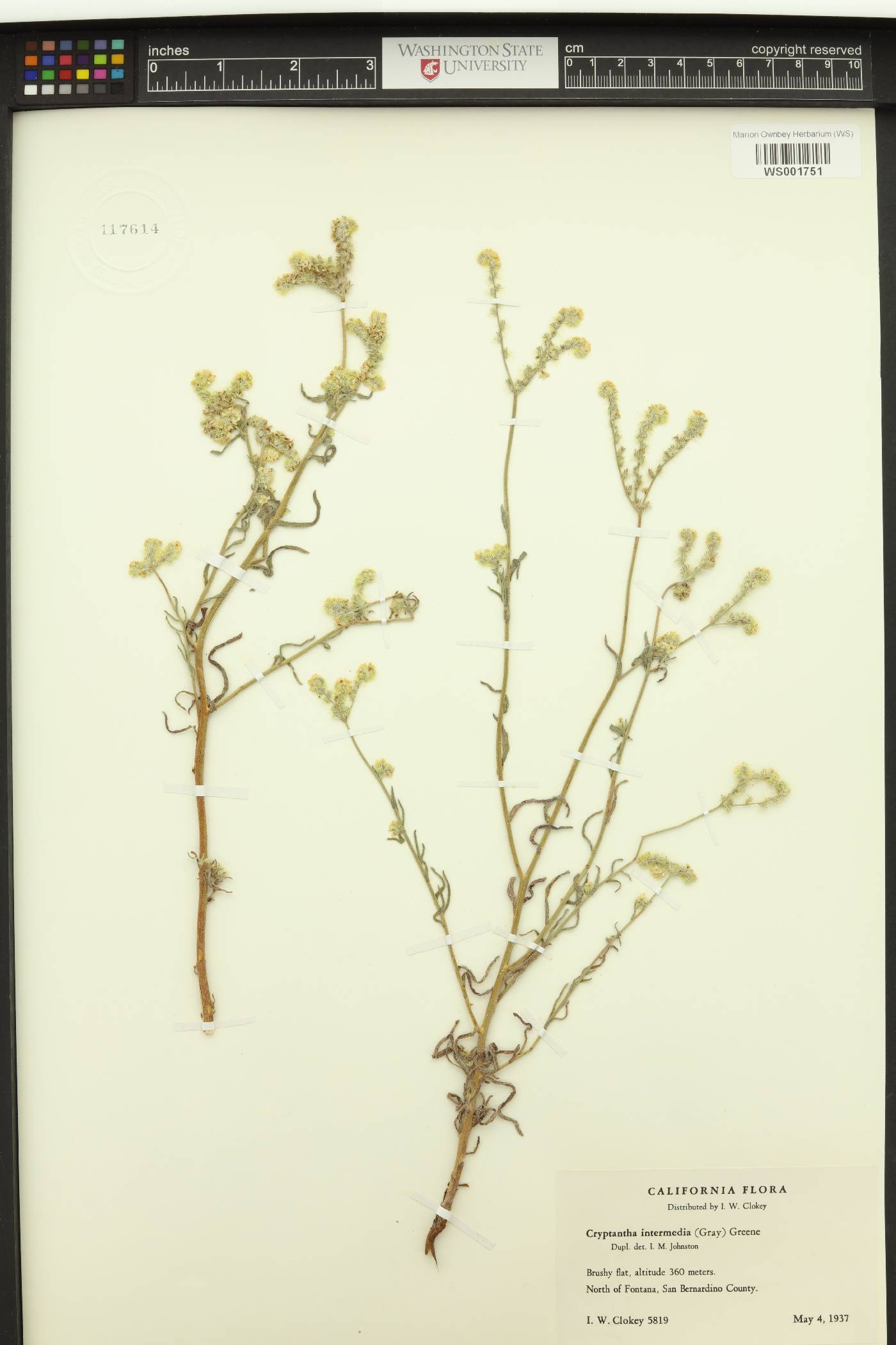 Cryptantha intermedia image