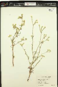 Cryptantha intermedia image