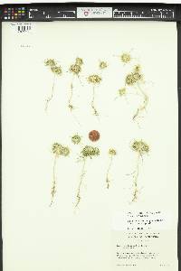 Navarretia leucocephala image