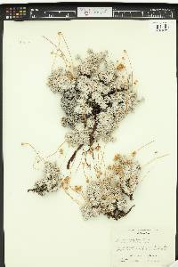 Eriogonum caespitosum image