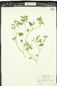 Physalis crassifolia image