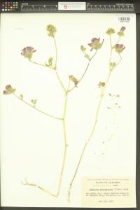 Sidalcea diploscypha image