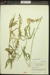 Sidalcea campestris image