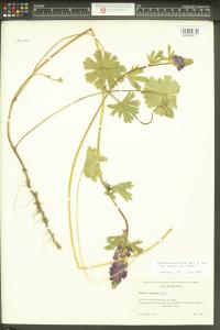 Sidalcea malviflora image