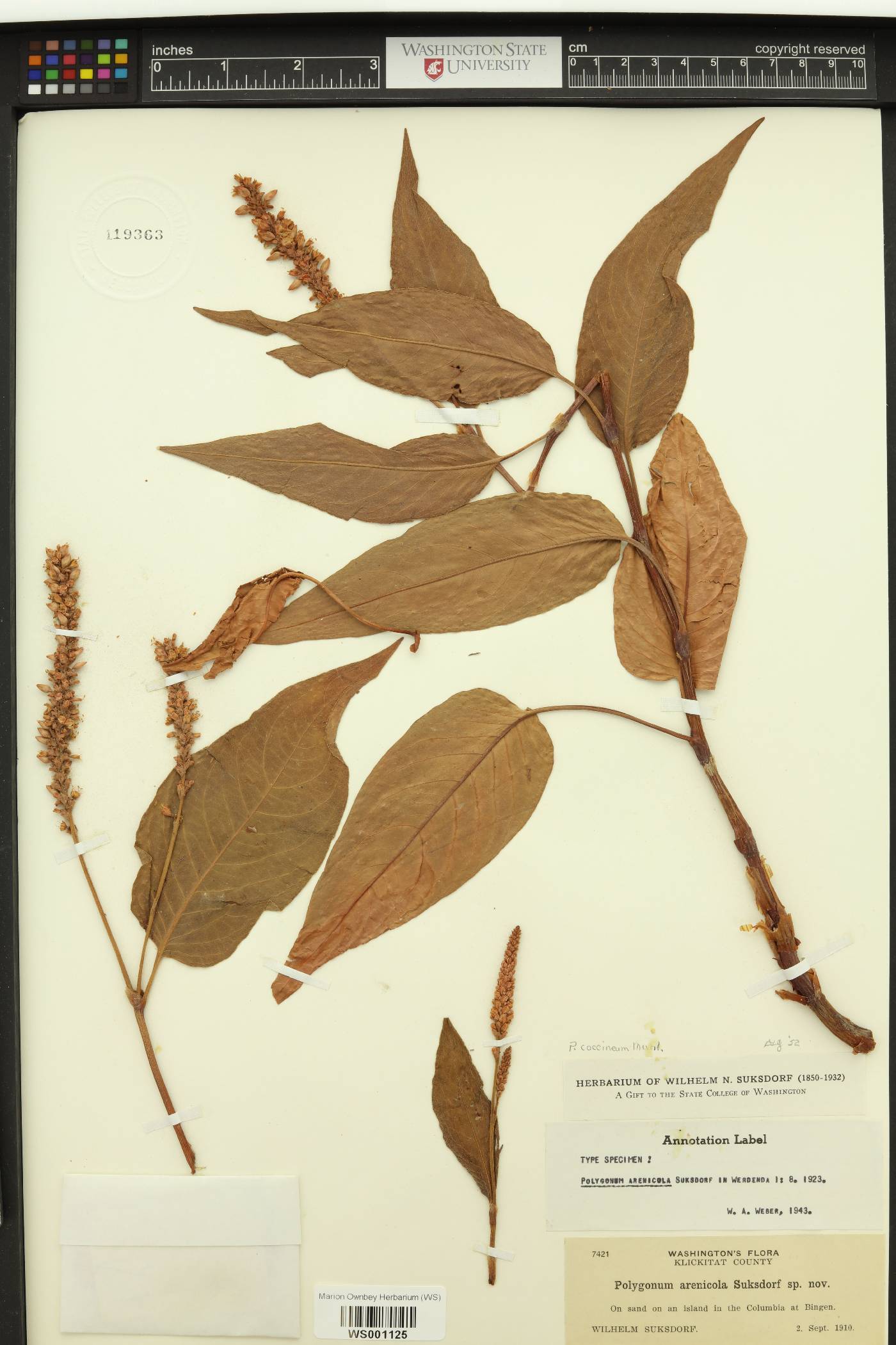 Polygonum arenicola image