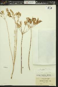 Cogswellia flava image