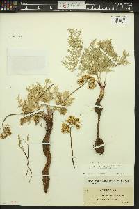 Cogswellia flava image