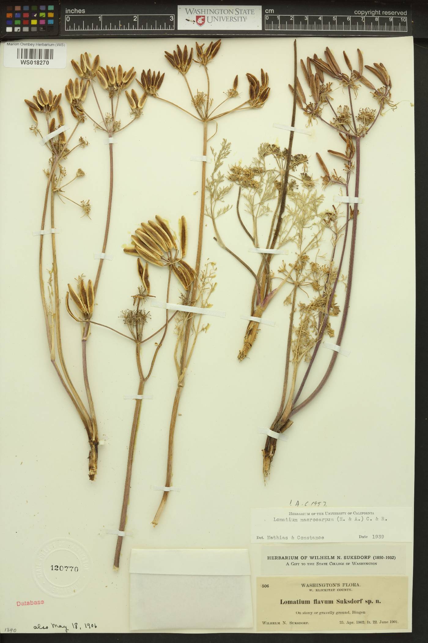 Cogswellia flava image