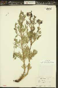Clematis hirsutissima image