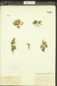 Selaginella rupestris image