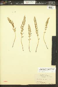 Woodsia oregana image