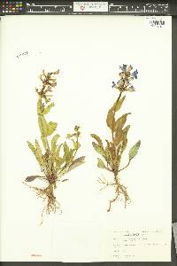 Penstemon payettensis image