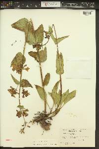 Penstemon wilcoxii image