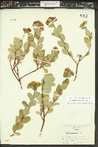 Spiraea splendens image