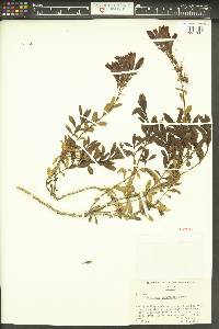 Penstemon fruticosus image
