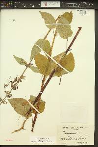 Stachys cooleyae image