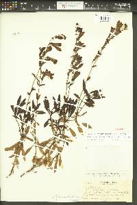 Penstemon fruticosus var. scouleri image