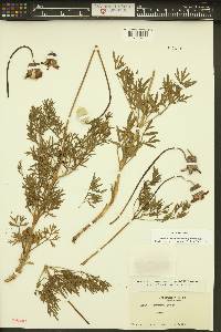 Clematis hirsutissima var. hirsutissima image