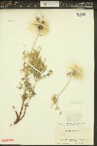 Clematis hirsutissima image