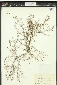 Eriogonum angulosum image