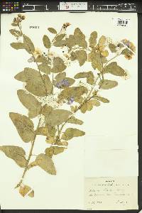 Solanum xanti image