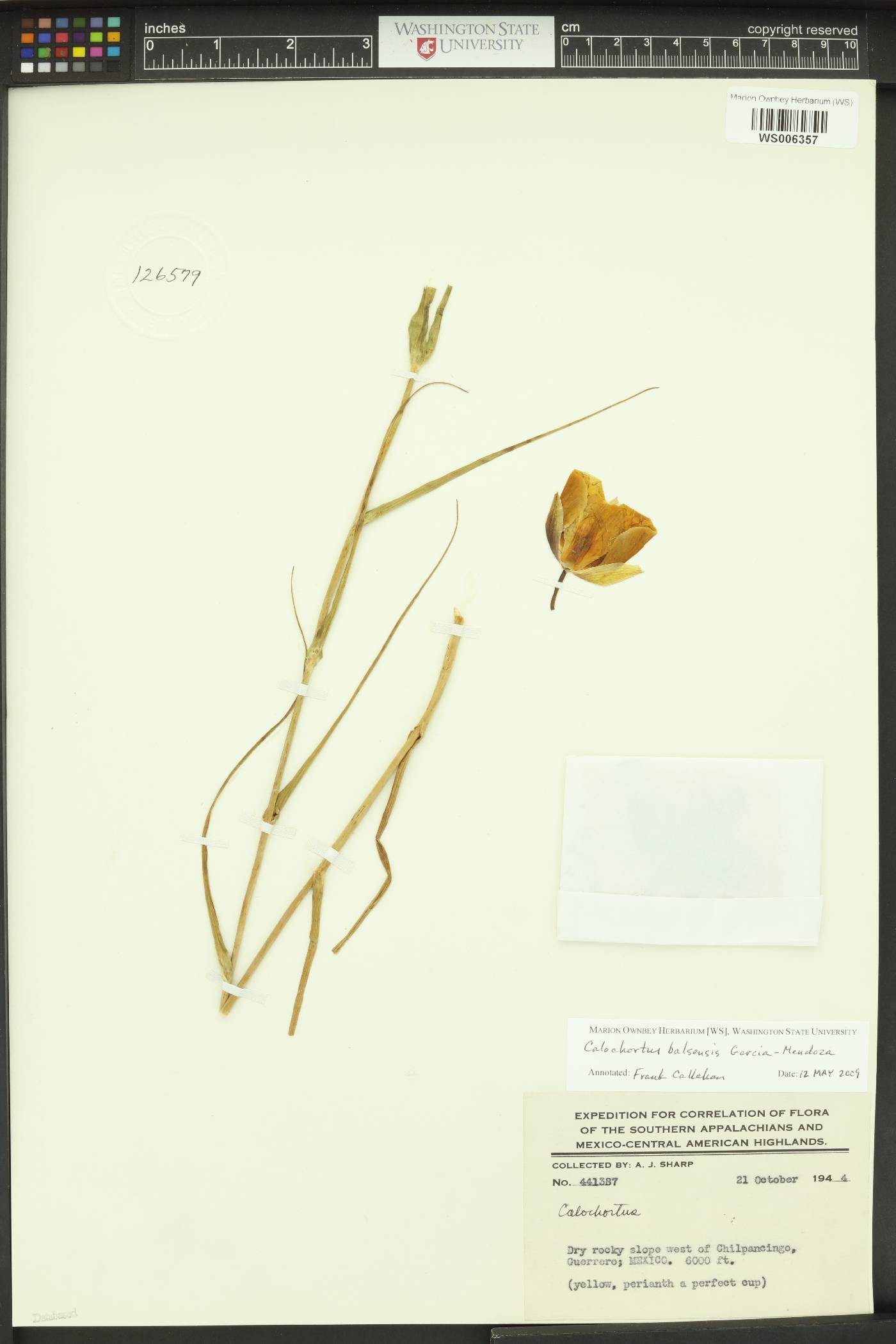 Calochortus balsensis image