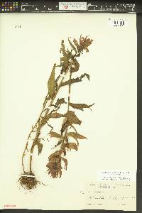 Castilleja miniata var. miniata image