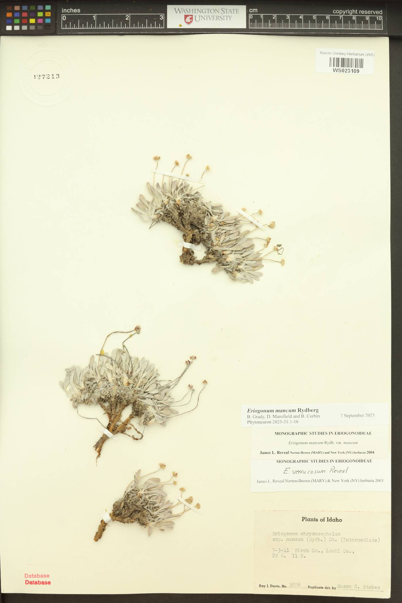 Eriogonum mancum image