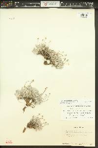 Eriogonum mancum image