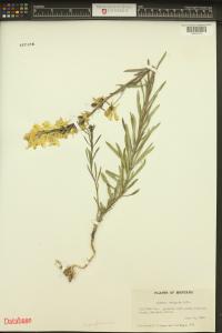 Linaria vulgaris image