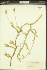 Lycopodium clavatum image