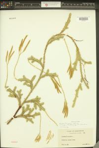 Lycopodium clavatum image