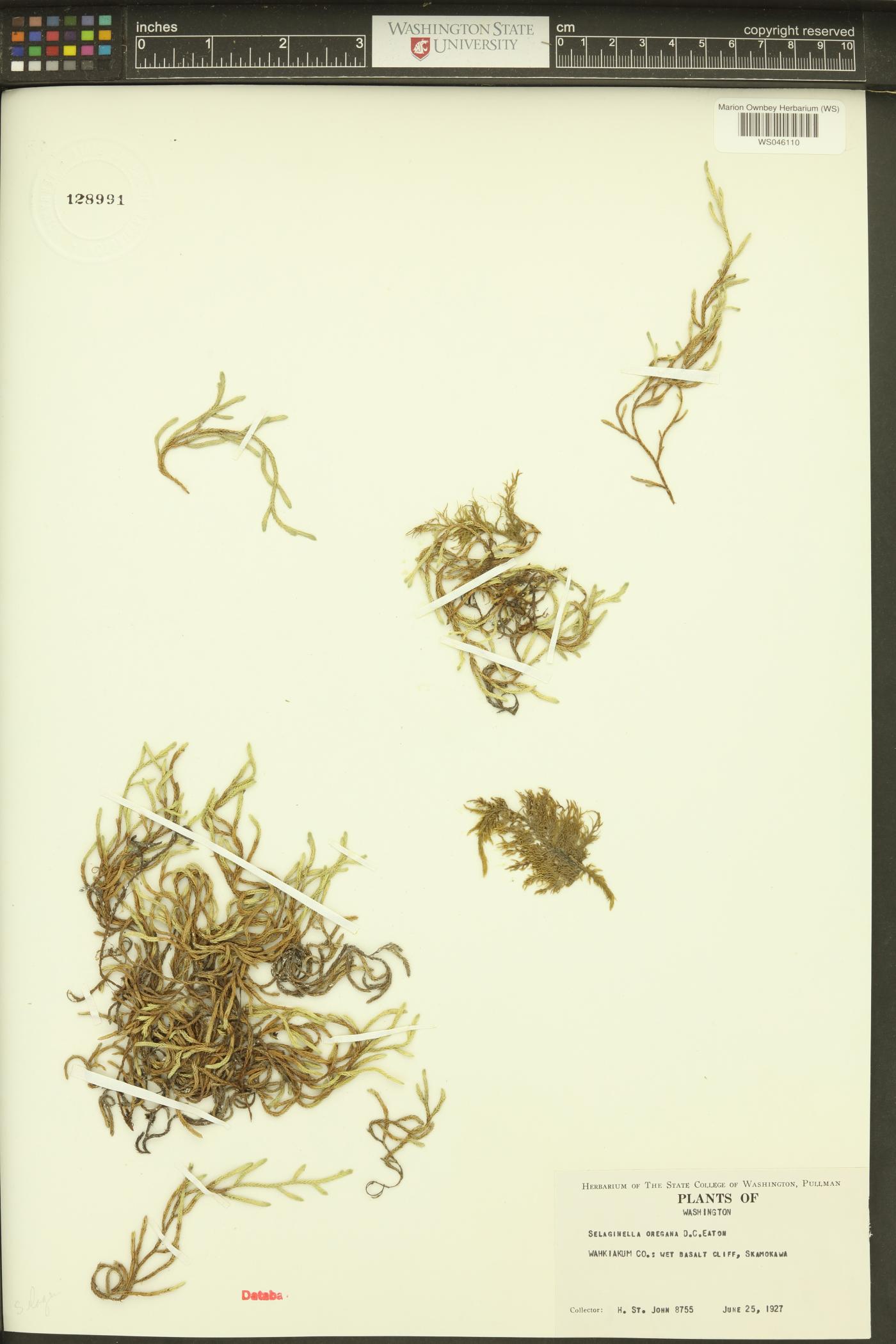 Selaginella oregana image