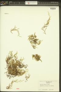 Selaginella oregana image