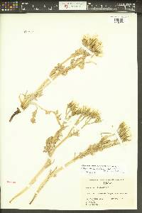 Crepis bakeri image