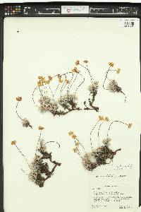 Eriogonum caespitosum image