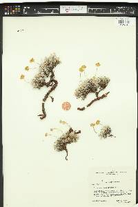 Eriogonum caespitosum image